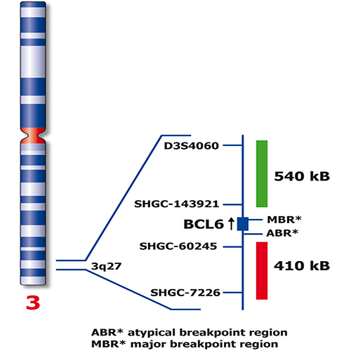 RUO - BCL6 Break (tissue)(3q27) - ISH Probes - Molecular